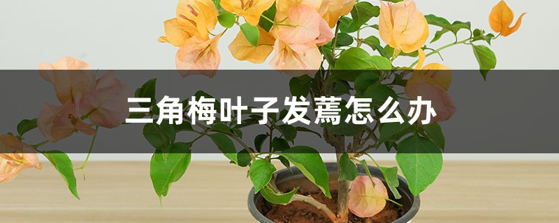 三角梅叶子发蔫怎么办 三角梅叶子发蔫怎么办