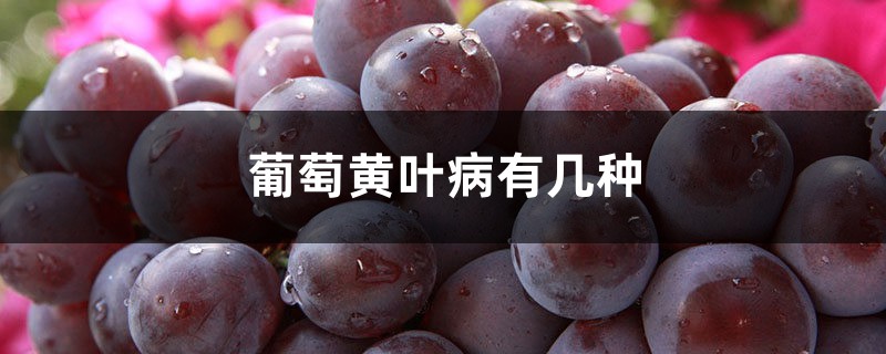 葡萄黄叶病有几种,治疗方法 葡萄黄叶病有几种,治疗方法