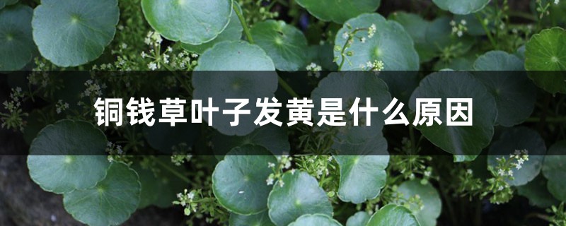 铜钱草叶子发黄是什么原因,铜钱草边缘发黄怎么办 铜钱草叶子发黄是什么原因,铜钱草边缘发黄怎么办