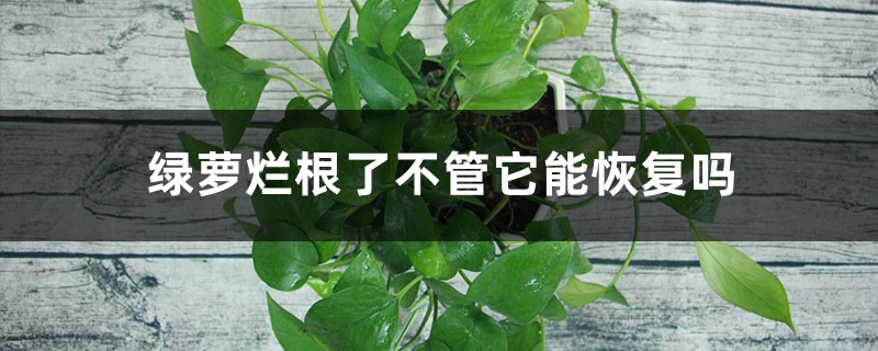 绿萝烂根了不管它能恢复吗 绿萝烂根了不管它能恢复吗