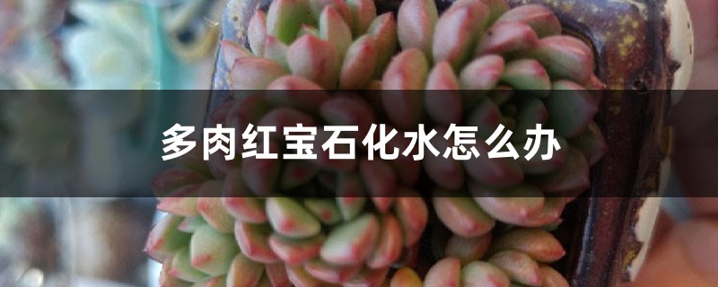 多肉红宝石化水怎么办 多肉红宝石化水怎么办