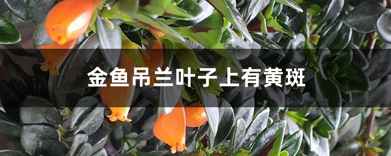 金鱼吊兰叶子上有黄斑怎么解决 金鱼吊兰叶子上有黄斑怎么解决