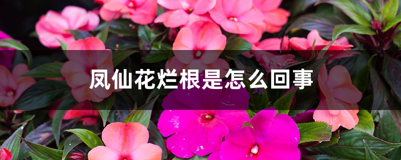 凤仙花烂根是怎么回事 凤仙花烂根是怎么回事