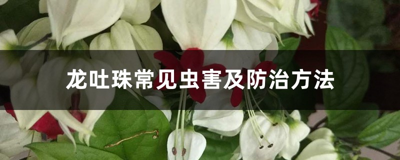 龙吐珠常见虫害及防治方法 龙吐珠常见虫害及防治方法