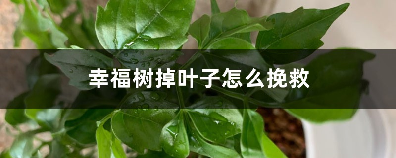 幸福树掉叶子怎么挽救 幸福树掉叶子怎么挽救