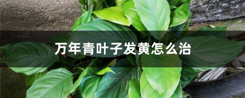 万年青叶子发黄怎么治,怎样让叶子变绿 万年青叶子发黄怎么治,怎样让叶子变绿