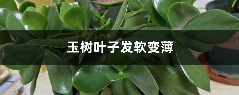玉树叶子发软变薄怎么办 玉树叶子发软变薄怎么办
