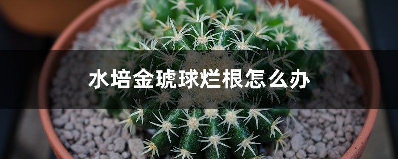 水培金琥球烂根怎么办 水培金琥球烂根怎么办