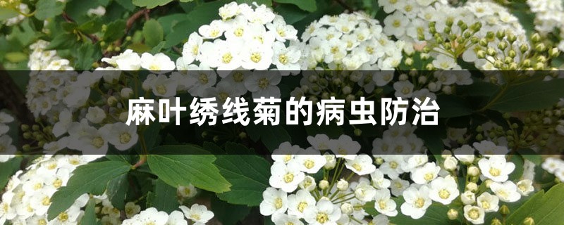 麻叶绣线菊的病虫防治 麻叶绣线菊的病虫防治
