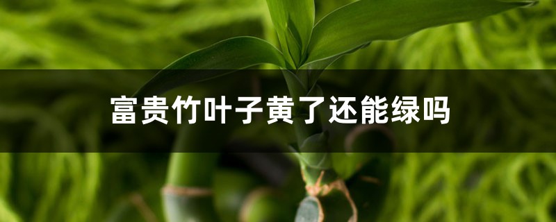 富贵竹叶子黄了还能绿吗 富贵竹叶子黄了还能绿吗
