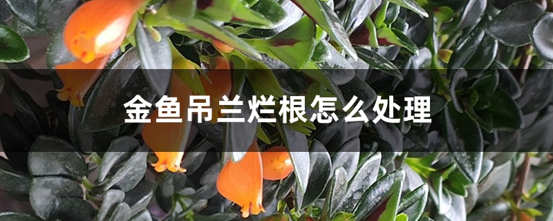 金鱼吊兰烂根怎么处理 金鱼吊兰烂根怎么处理