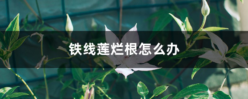 铁线莲烂根怎么办 铁线莲烂根怎么办