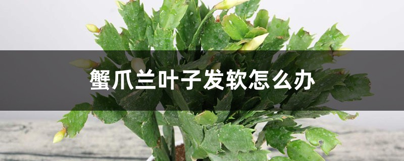 蟹爪兰叶子发软怎么办