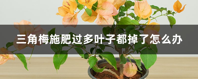 三角梅施肥过多叶子都掉了怎么办,叶子发黄一碰就掉的原因及解决方法 三角梅施肥过多叶子都掉了怎么办,叶子发黄一碰就掉的原因及解决方法