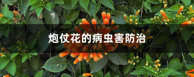炮仗花的病虫害防治 炮仗花的病虫害防治