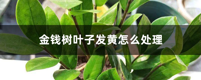 金钱树叶子发黄怎么处理,叶子发黄咋补救 金钱树叶子发黄怎么处理,叶子发黄咋补救