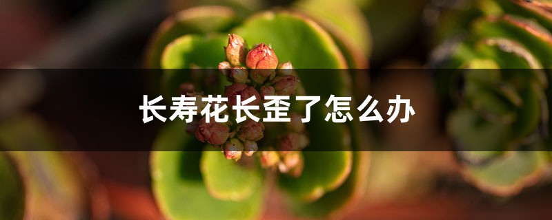 长寿花长歪了、长太高怎么办? 长寿花长歪了、长太高怎么办?