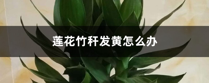 莲花竹秆发黄怎么办 莲花竹秆发黄怎么办
