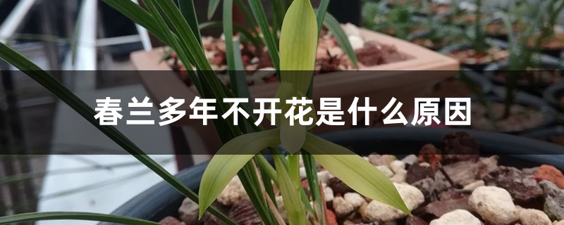 春兰多年不开花是什么原因 春兰多年不开花是什么原因