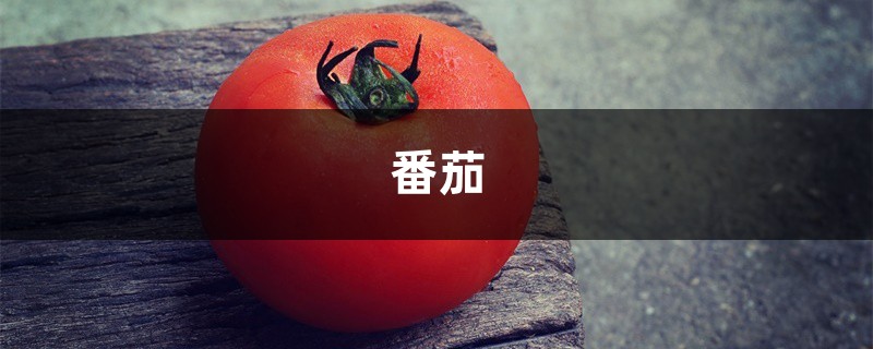 家里种“小西红柿”不结果,注意这3点,30天果实挂枝头! 家里种“小西红柿”不结果,注意这3点,30天果实挂枝头!