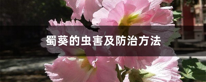 蜀葵的虫害及防治方法 蜀葵的虫害及防治方法