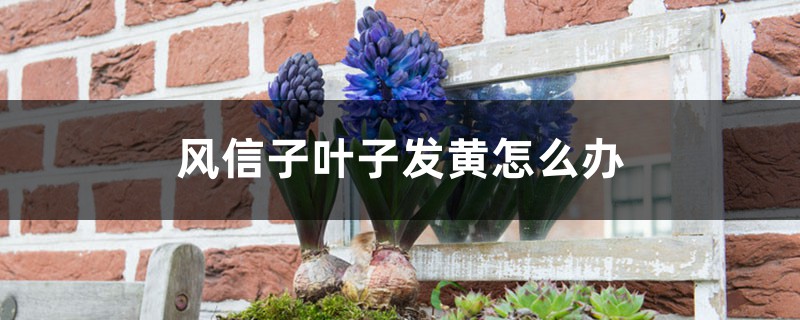 风信子叶子发黄怎么办 风信子叶子发黄怎么办