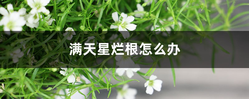 满天星烂根怎么办 满天星烂根怎么办