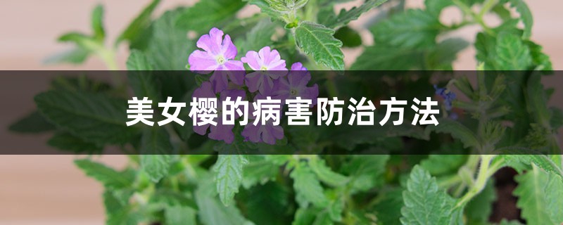 美女樱的病害防治方法 美女樱的病害防治方法