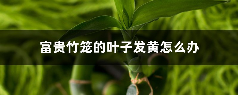 富贵竹笼的叶子发黄怎么办 富贵竹笼的叶子发黄怎么办