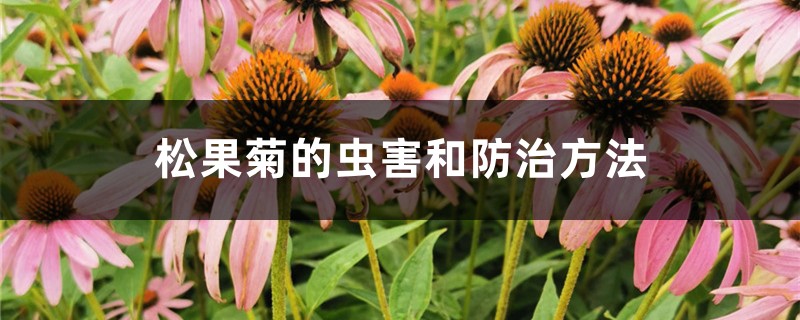松果菊的虫害和防治方法 松果菊的虫害和防治方法
