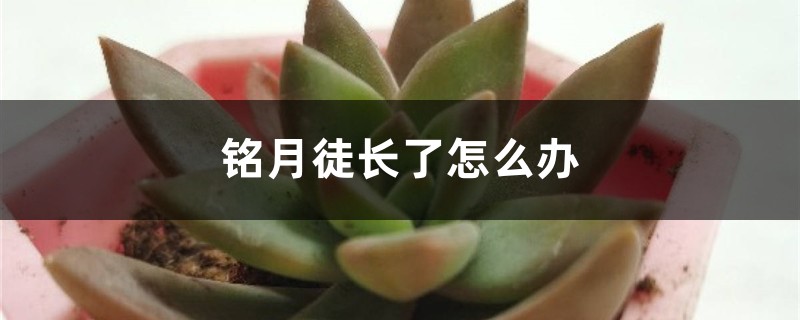 铭月徒长了怎么办 铭月徒长了怎么办
