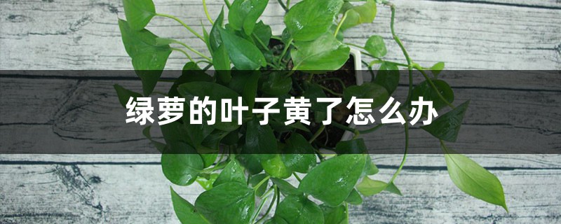绿萝的叶子黄了怎么办 绿萝的叶子黄了怎么办