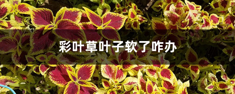彩叶草叶子软了咋办 彩叶草叶子软了咋办