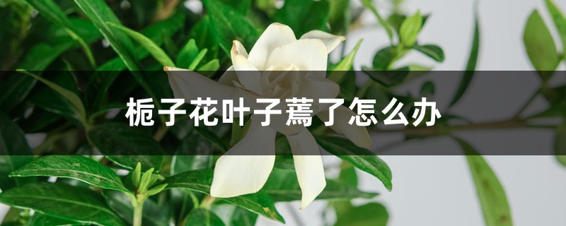 栀子花叶子蔫了怎么办 栀子花叶子蔫了怎么办