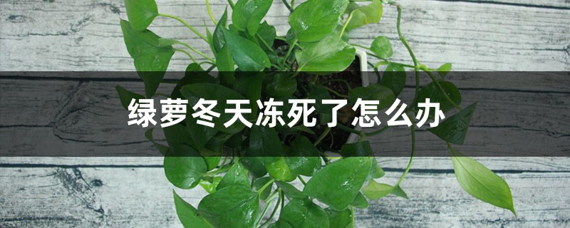 绿萝冬天冻死了怎么办 绿萝冬天冻死了怎么办