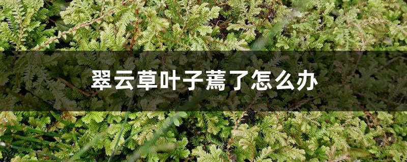 翠云草叶子蔫了怎么办,黄叶怎么办 翠云草叶子蔫了怎么办,黄叶怎么办