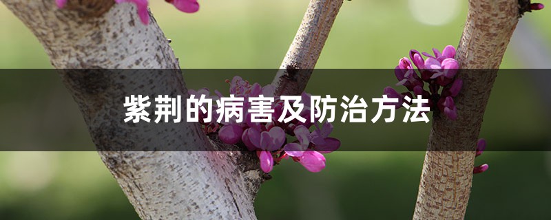 紫荆的病害及防治方法 紫荆的病害及防治方法