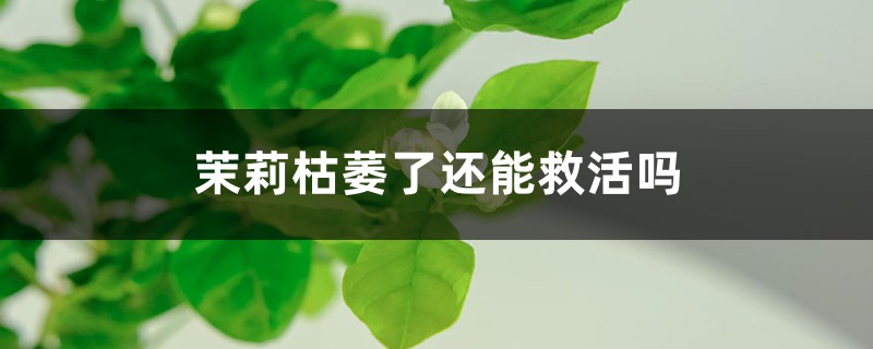 茉莉枯萎了还能救活吗,该怎么救活? 茉莉枯萎了还能救活吗,该怎么救活?