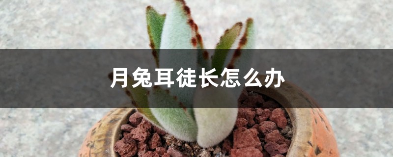 月兔耳徒长怎么办 月兔耳徒长怎么办
