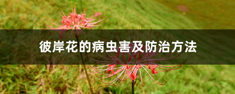 彼岸花的病虫害及防治方法 彼岸花的病虫害及防治方法