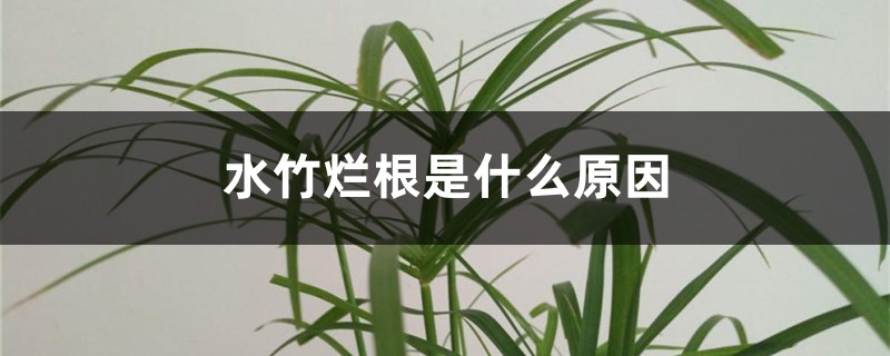 水竹烂根是什么原因 水竹烂根是什么原因