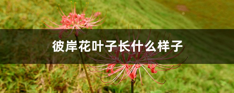 彼岸花叶子长什么样子,彼岸花叶子黄了怎么办 彼岸花叶子长什么样子,彼岸花叶子黄了怎么办