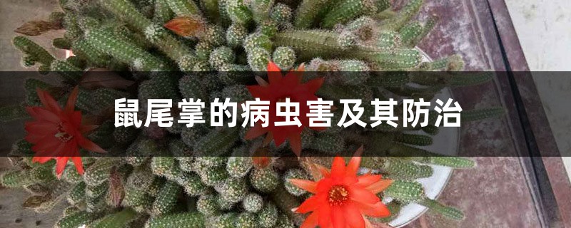 鼠尾掌的病虫害及其防治 鼠尾掌的病虫害及其防治