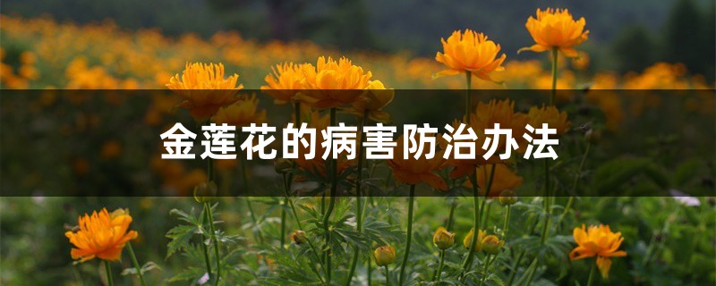 金莲花的病害防治办法 金莲花的病害防治办法
