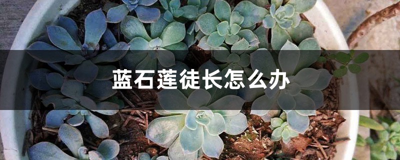 蓝石莲徒长怎么办 蓝石莲徒长怎么办