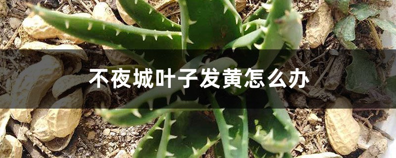 不夜城叶子发黄怎么办 不夜城叶子发黄怎么办