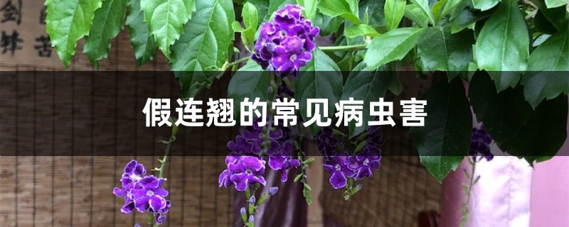 假连翘的常见病虫害 假连翘的常见病虫害