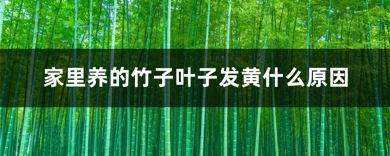 家里养的竹子叶子发黄什么原因 家里养的竹子叶子发黄什么原因