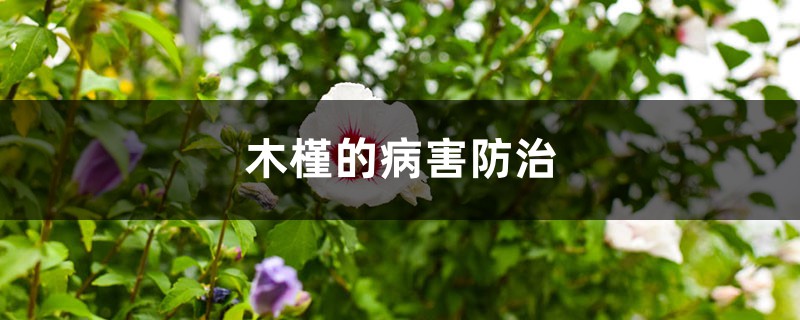 木槿的病害防治 木槿的病害防治