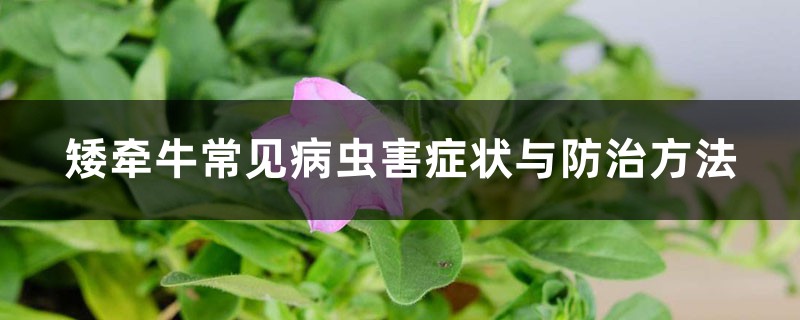 矮牵牛的病虫害防治大全 矮牵牛的病虫害防治大全